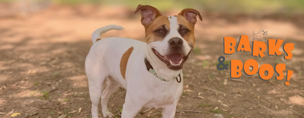 Barks & Boos! Fall Festival & Fun-Raiser: Play | Walk | Run | Hike